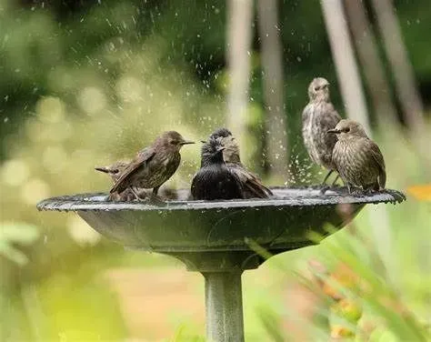 A Bird Bath Is Surrounded By Rocks And Water — Cooroy Landscape Supplies And Garden Centre In Noosa, QLD