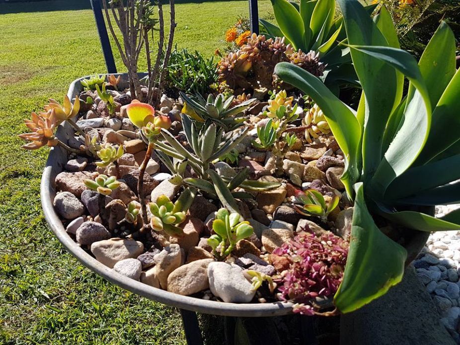 Cactuses on Big Pot — Cooroy Landscape Supplies and Garden Centre in Cooroy, QLD