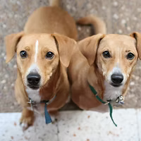 Two dachshunds are sitting next to each other on a tiled floor and looking up at the camera.