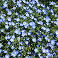 A field of blue flowers surrounded by green leaves