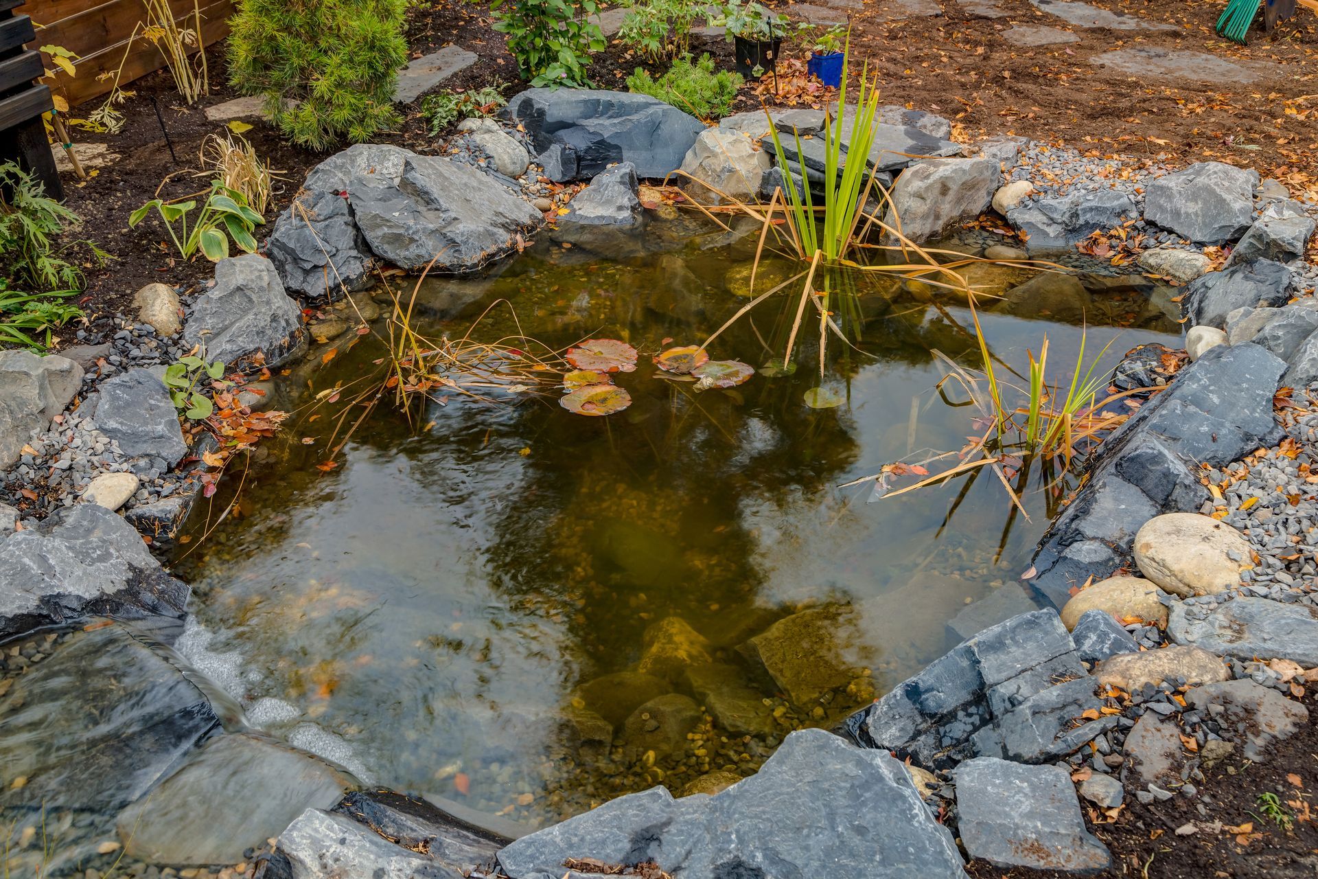 A small pond surrounded by rocks and plants in a garden.