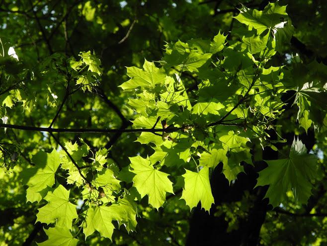 5 Shade Trees That Grow Well In Montana