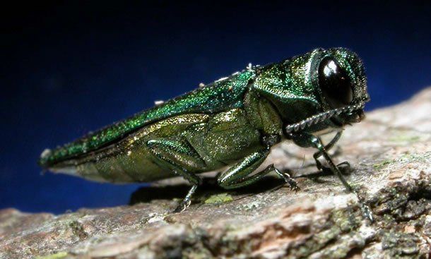 Cricket — Professional Lawn in Moorhead, MN