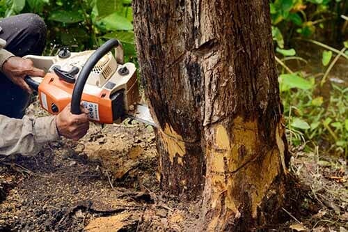 Man Cutting the Tree — Tree Nursery in Moorhead, MN