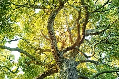 Large Tree — Tree Nursery in Moorhead, MN
