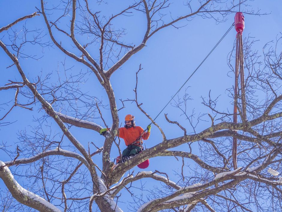 man in the tree with a rope