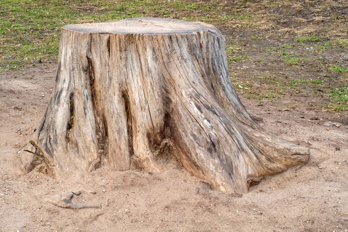tree stump in the ground