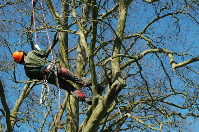 worker with rope in the tree