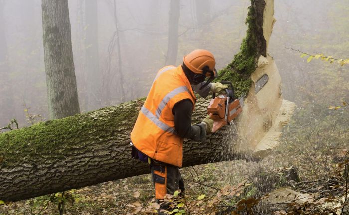 worker cutting the tree