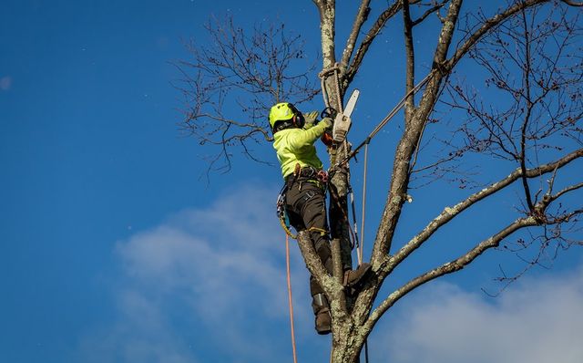 worker in the tree