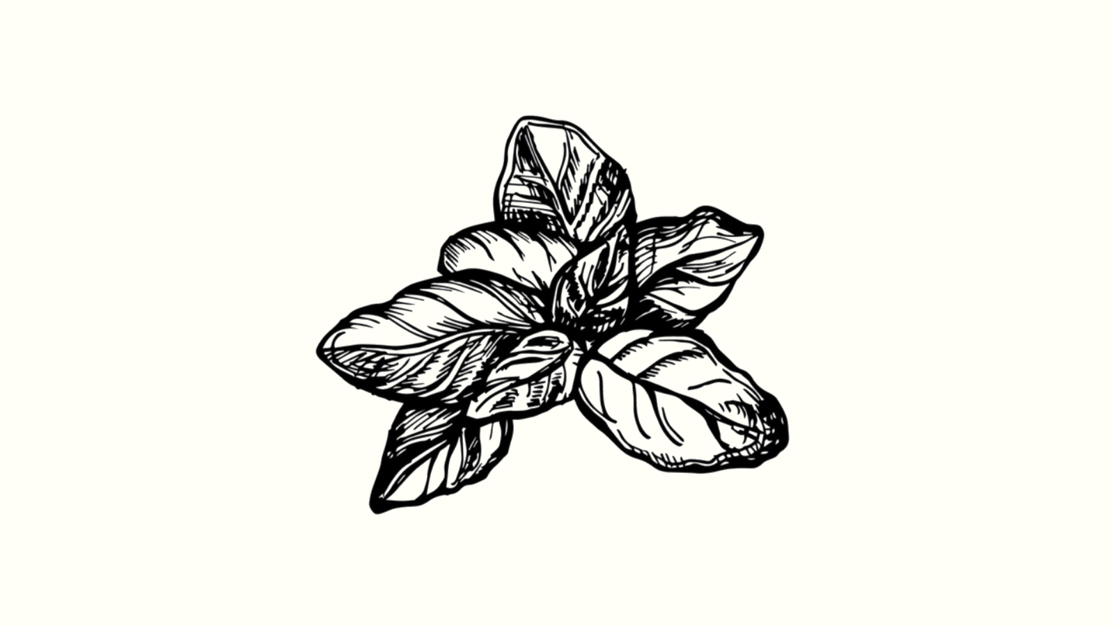 A black and white drawing of basil leaves.
