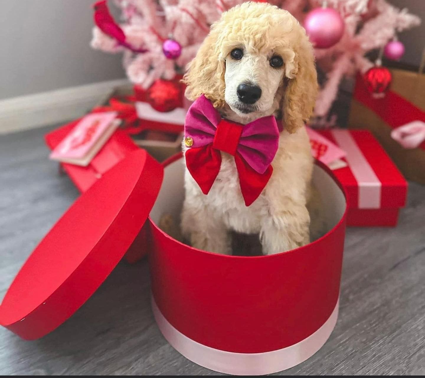 Blonde poodle puppy wearing a bow, in a red gift box. Pink Christmas tree and presents in the background.