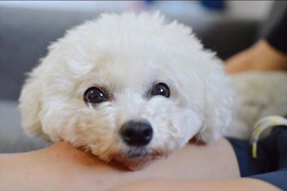 White fluffy dog with dark eyes resting its head on a person's lap.