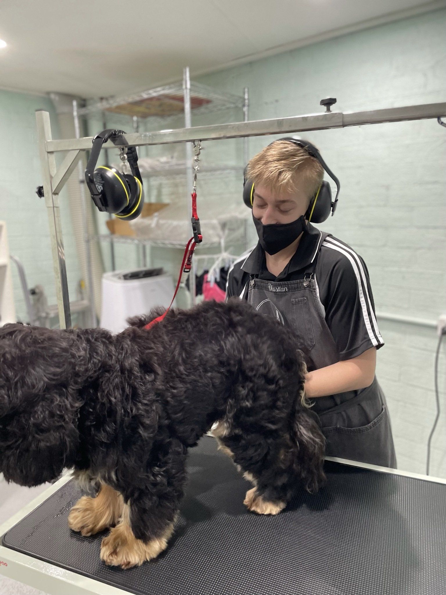 Dog being groomed by person in apron and mask. Groomer has ear protection on in a salon.