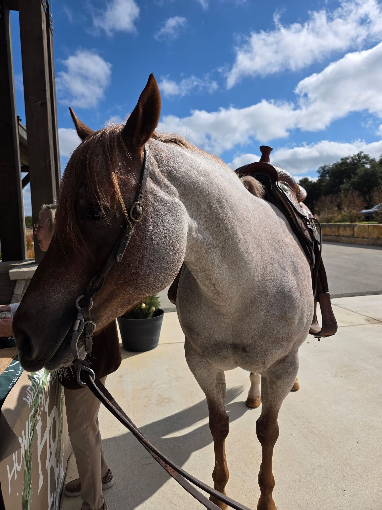 a picture of a horse with a saddle