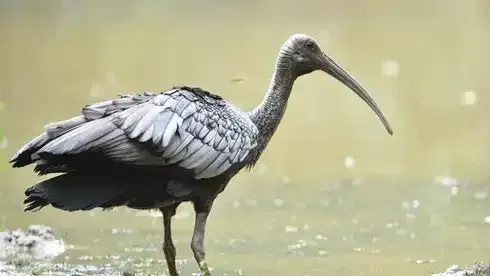 giants Ibis
