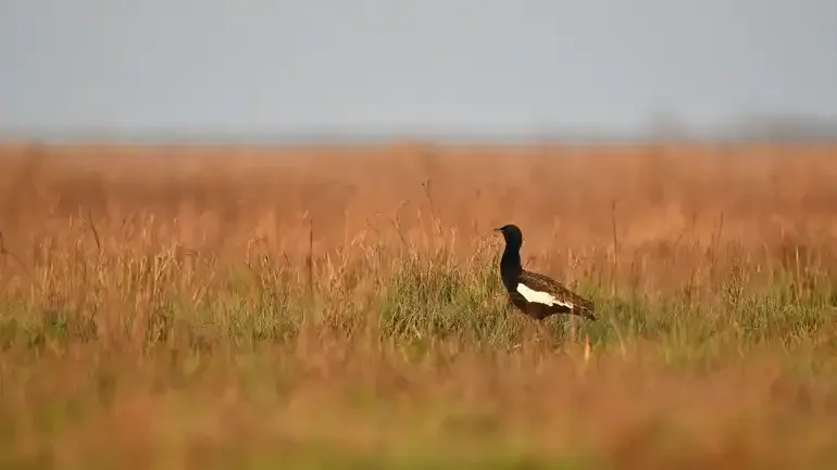 small Bengal Florican in Bengal Florican cambodia that see from SVC tour