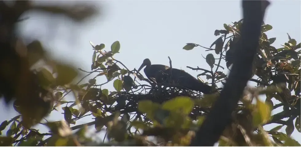 Giant Ibis birding on the tour at the Preah vihea province