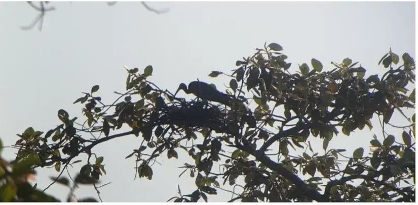 Giant Ibis nesting in the forest of cambodia