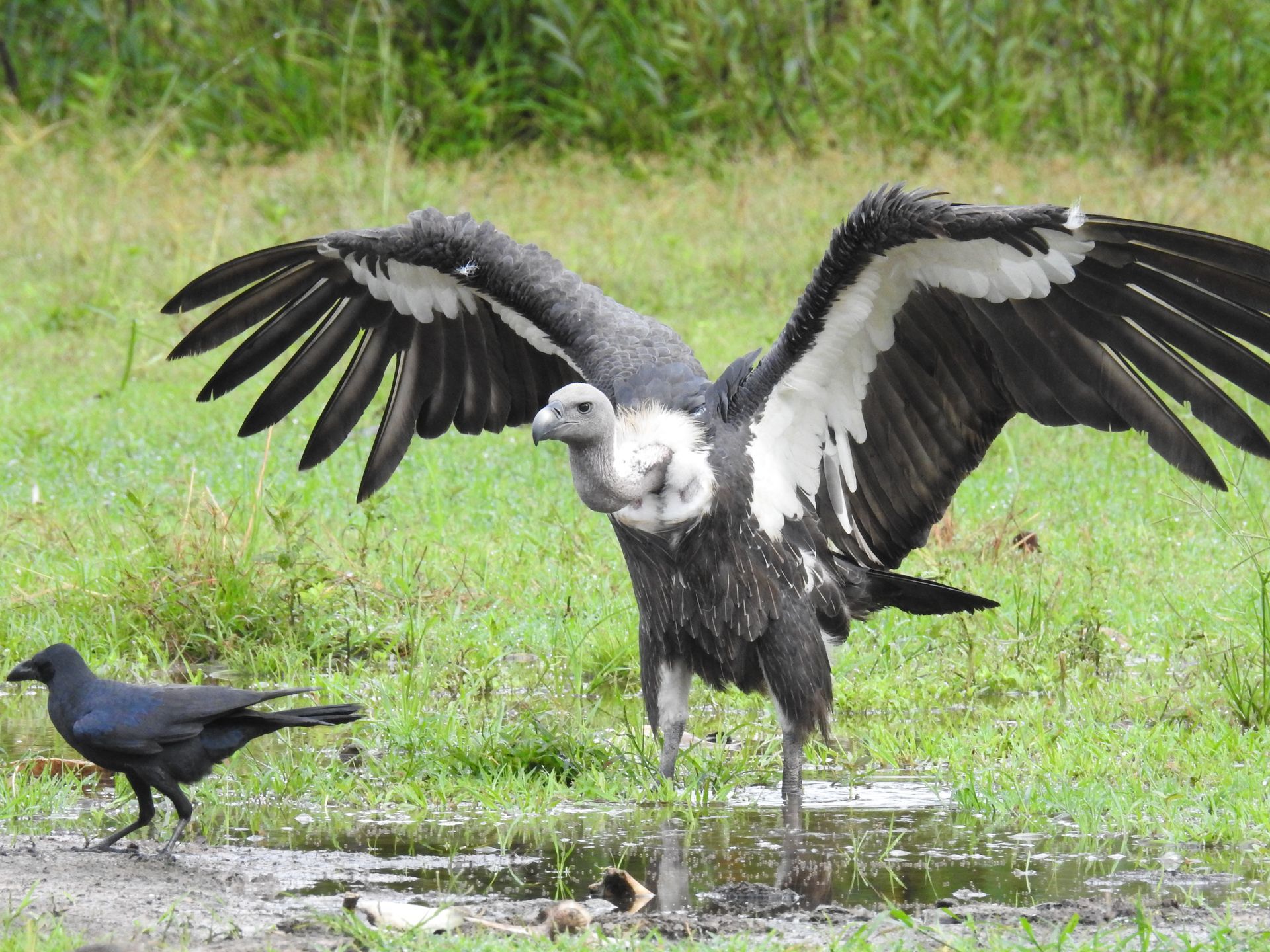 White-rumped Vulture open the wing in Cambodia at SVC tour