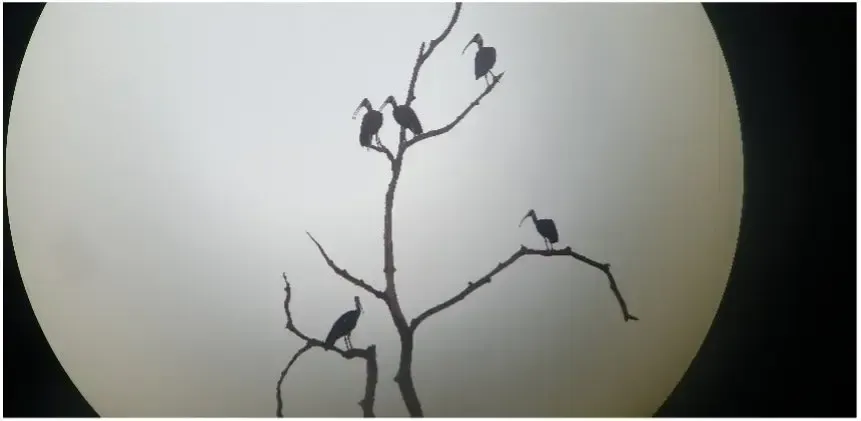 Night time shoot of the White shouldered Ibis in cambodia