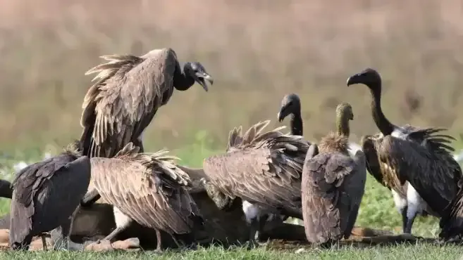 Slender-billed Vulture as a group eating that see from SVC tour
