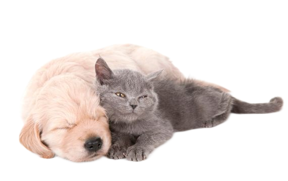 Cirugías para mascotas