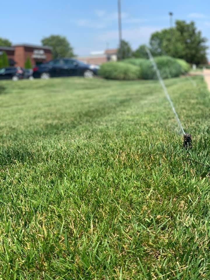 Lush green grass with a sprinkler spraying water on a sunny day; cars and bushes are in the background.