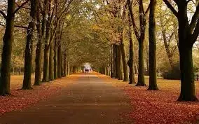 Pathway lined with trees in fall foliage, leading to distant figures walking.