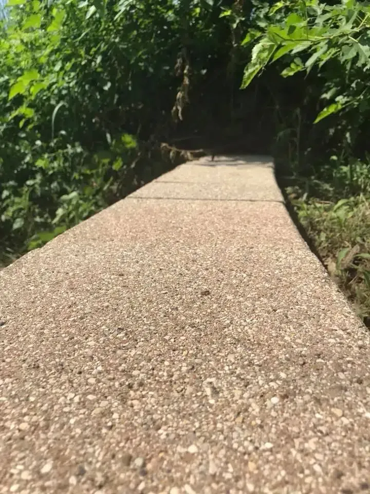 Concrete pathway leading into dense green foliage.