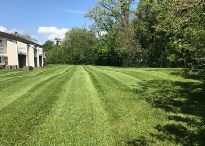 Green lawn with stripes next to a building and a tree line on a sunny day.