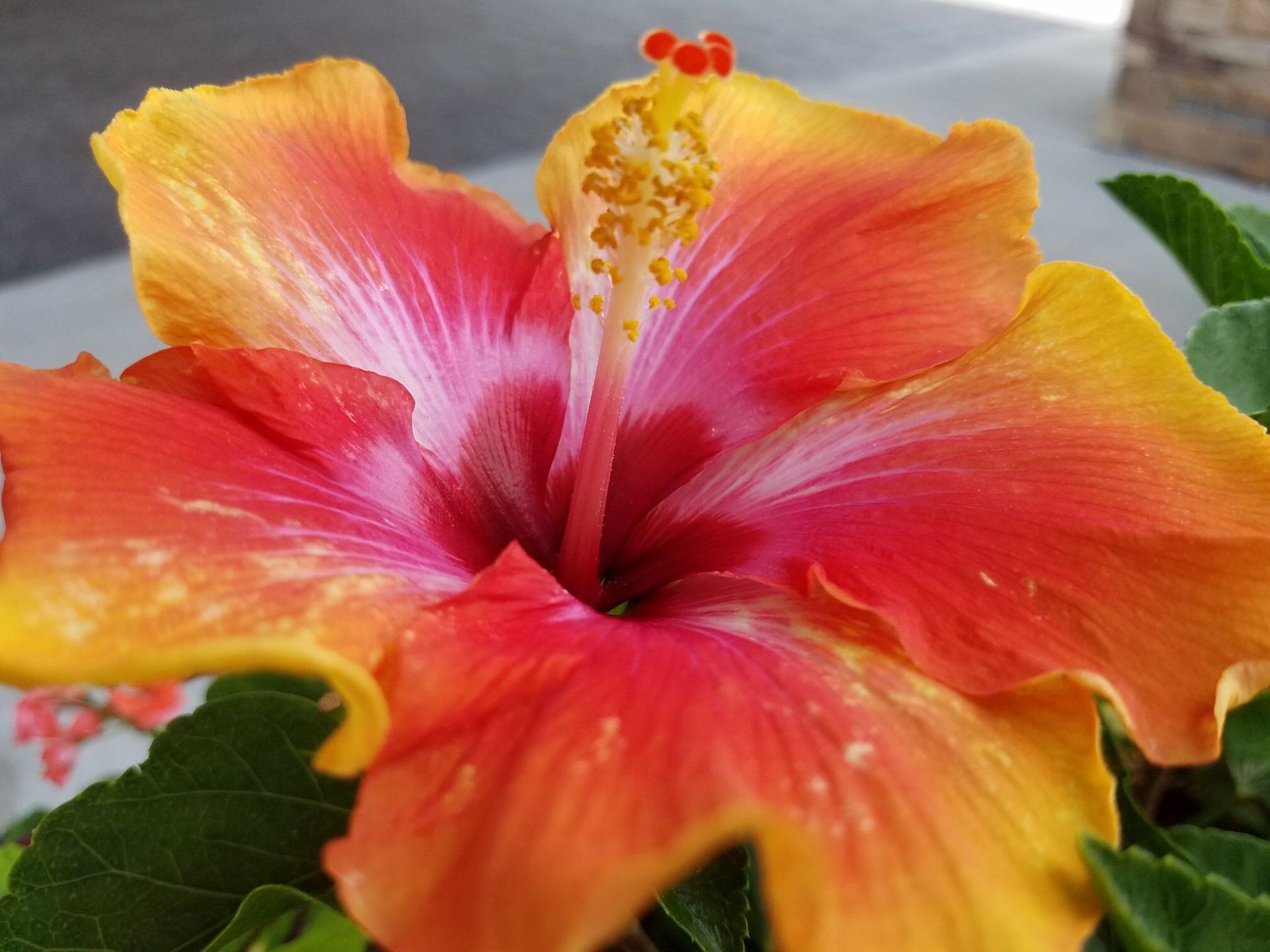 Orange, red, and yellow hibiscus flower with a prominent stamen, surrounded by green leaves.