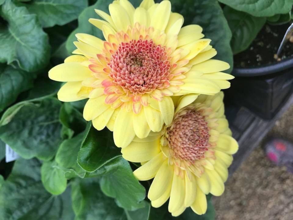 Yellow Gerbera daisies with reddish-pink centers, surrounded by green leaves.