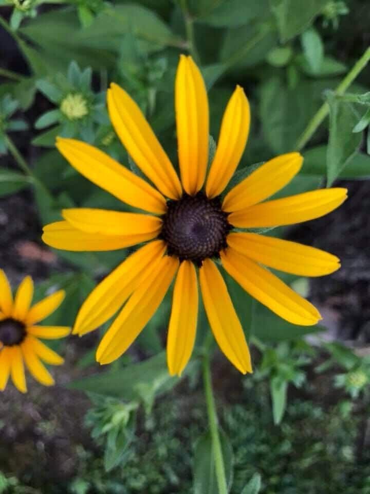 Yellow Black-Eyed Susan flower with dark center and radiating yellow petals.
