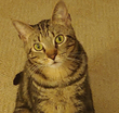 a cat with green eyes is sitting on a carpet and looking at the camera .