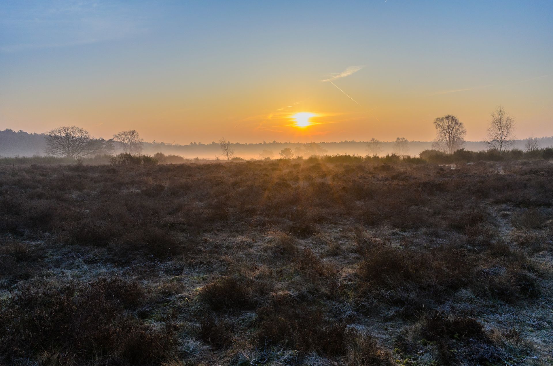 Zonsopgang boven een mistig veld met spaarzame bomen, gouden licht.