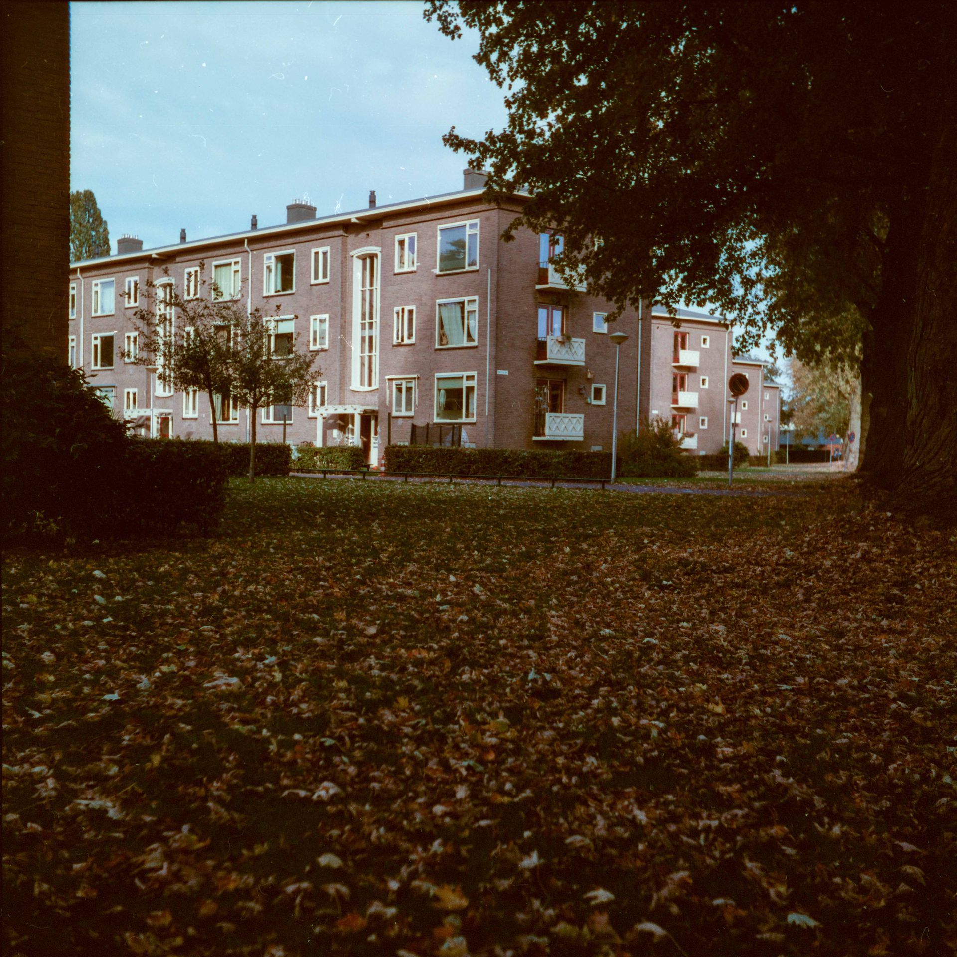 Apartment building behind a yard covered in leaves, framed by trees. Overcast sky.