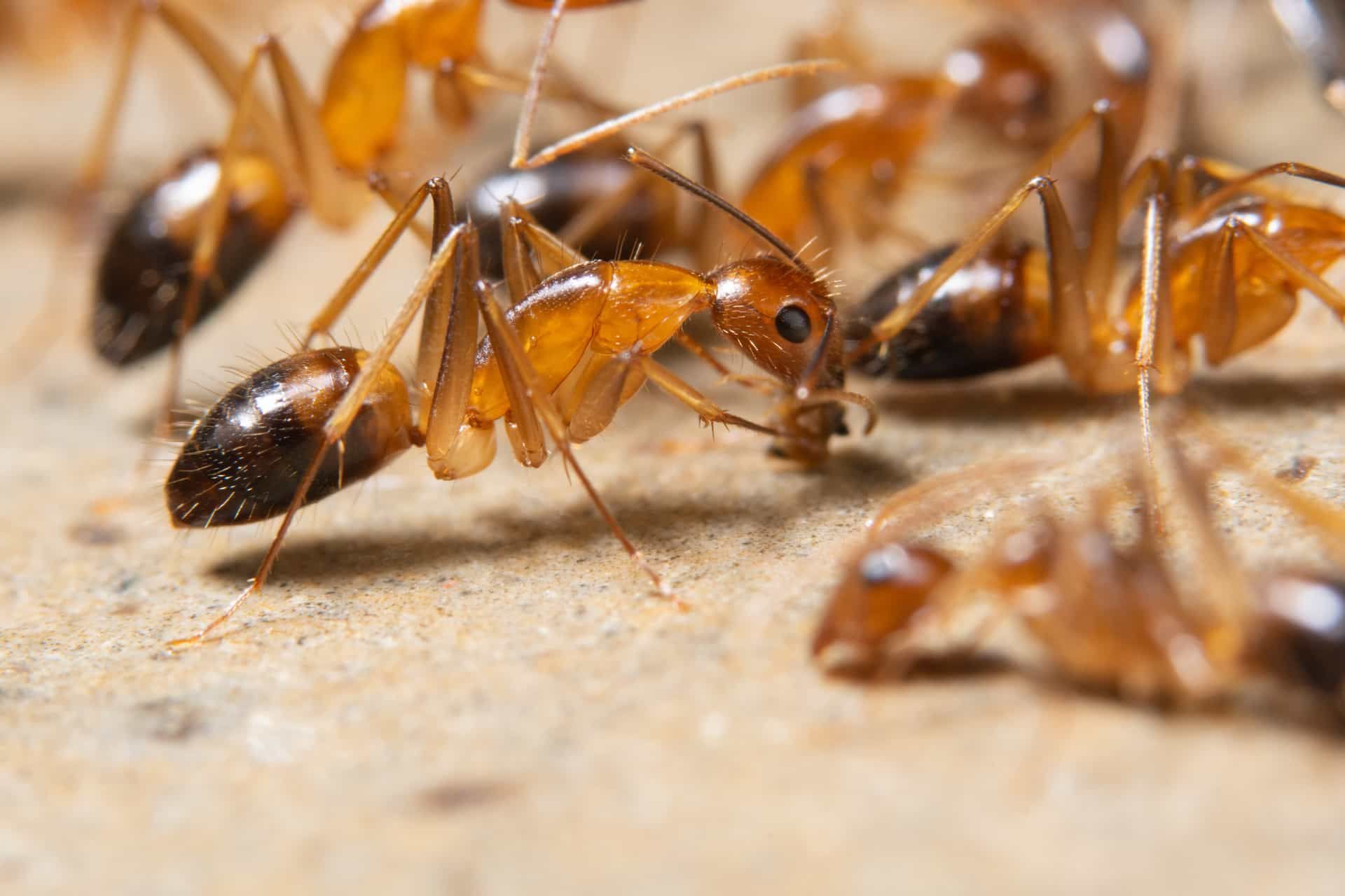 How to Get Rid of Ghost Ants (Very Tiny Ants) in Florida? - Gleason