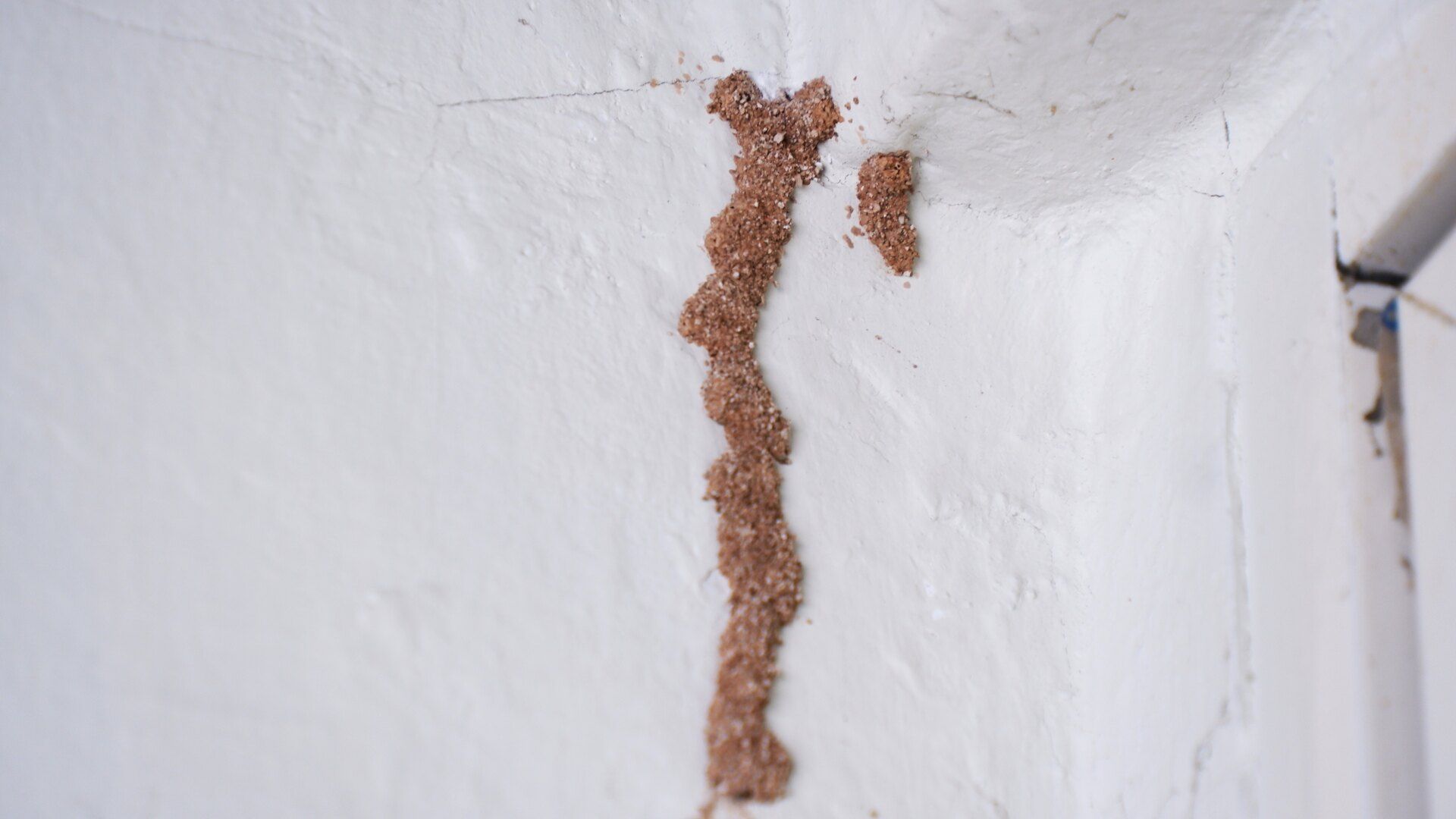 How to Identify Termite Activity: Signs & Prevention Tips