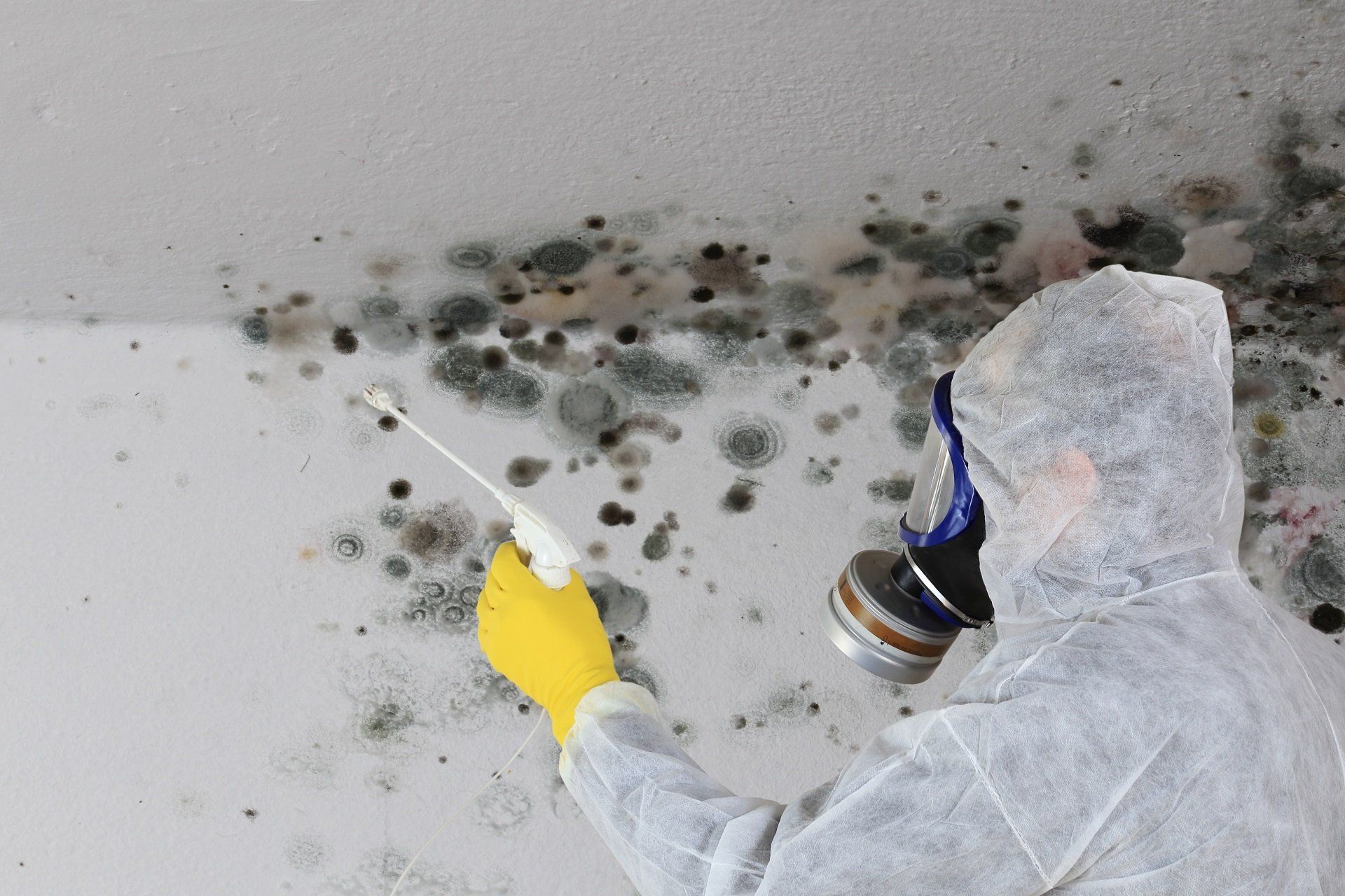 mold inspections Hialeah