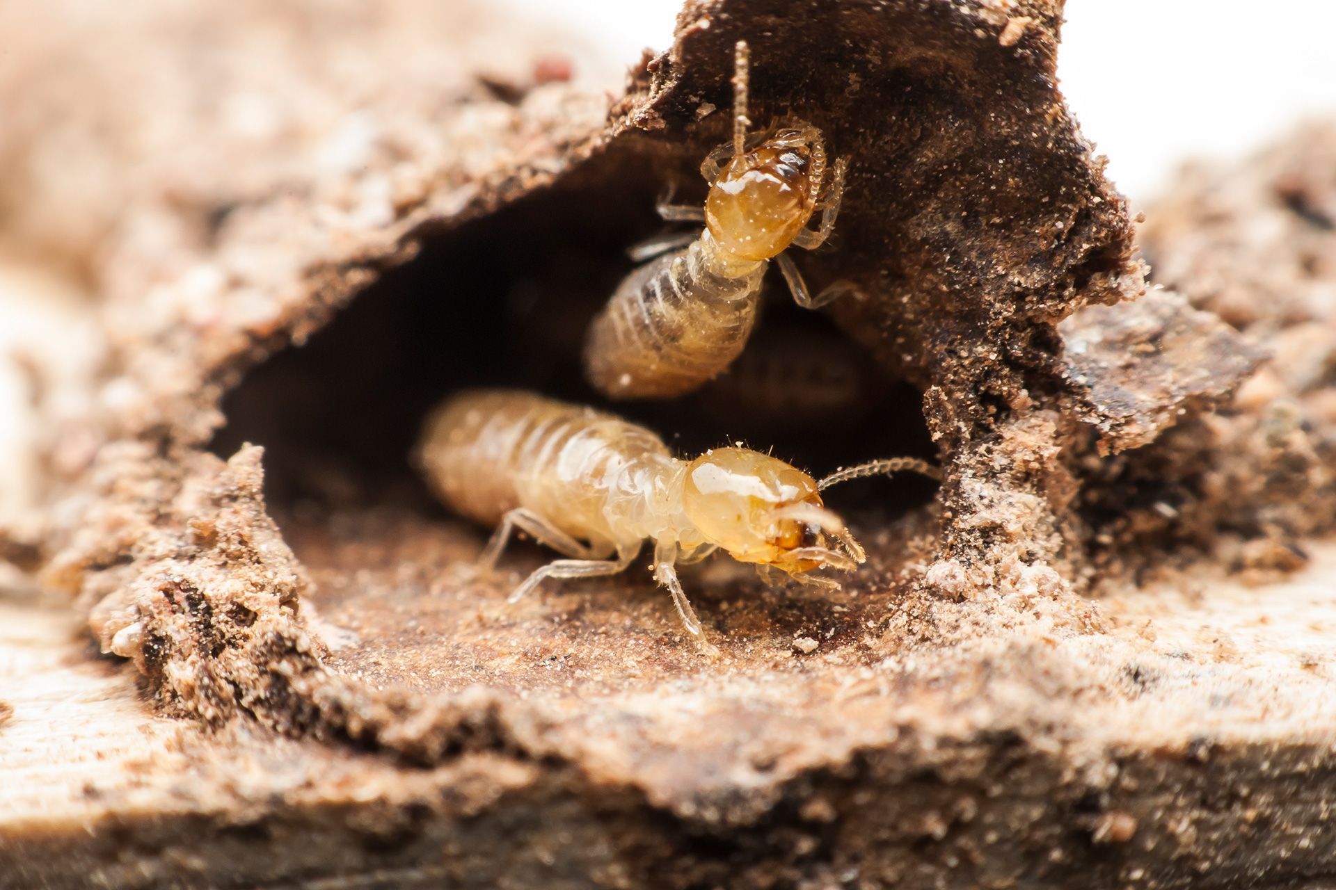Termite inspector checking home foundation
