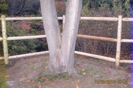 Five-foot post & rail with two-inch by four-inch welded wire