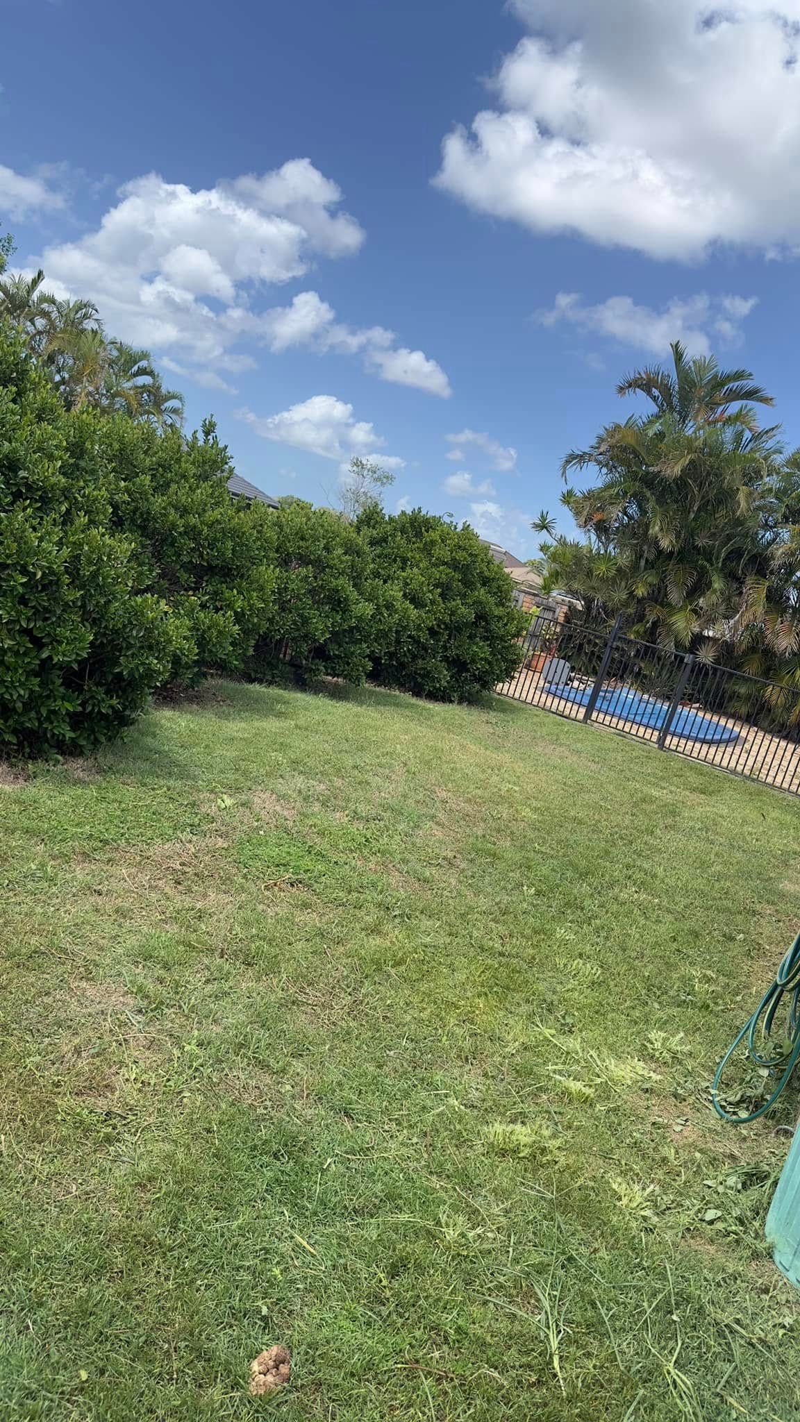 A lush green field with trees and a blue fence in the background on a sunny day.