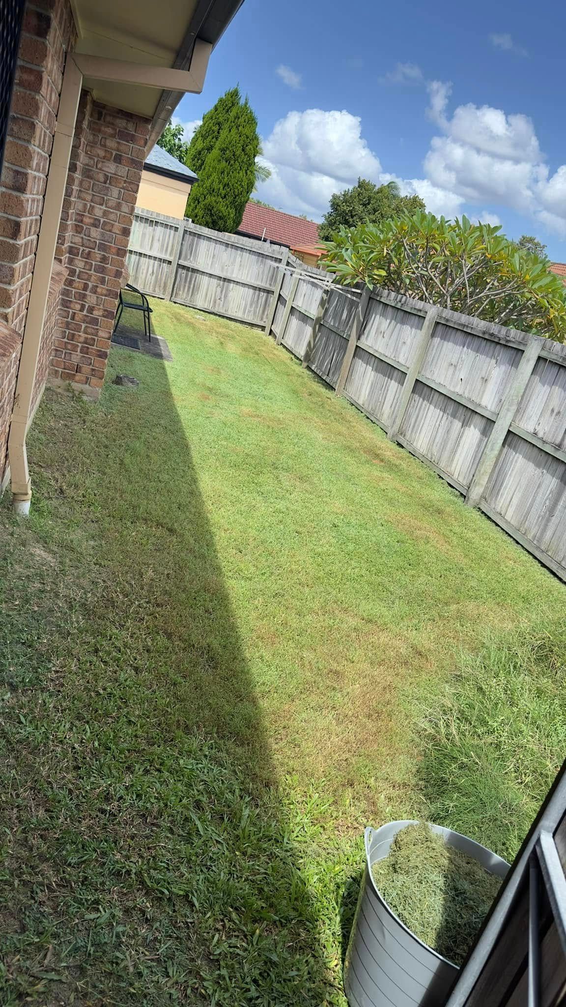 A lawn with a fence in the background and a bucket of grass in the foreground.