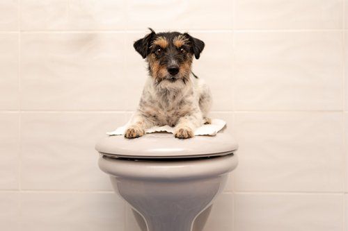 Plumbing Expert — Dog Lying On Toilet Lid in San Fernando Valley, CA