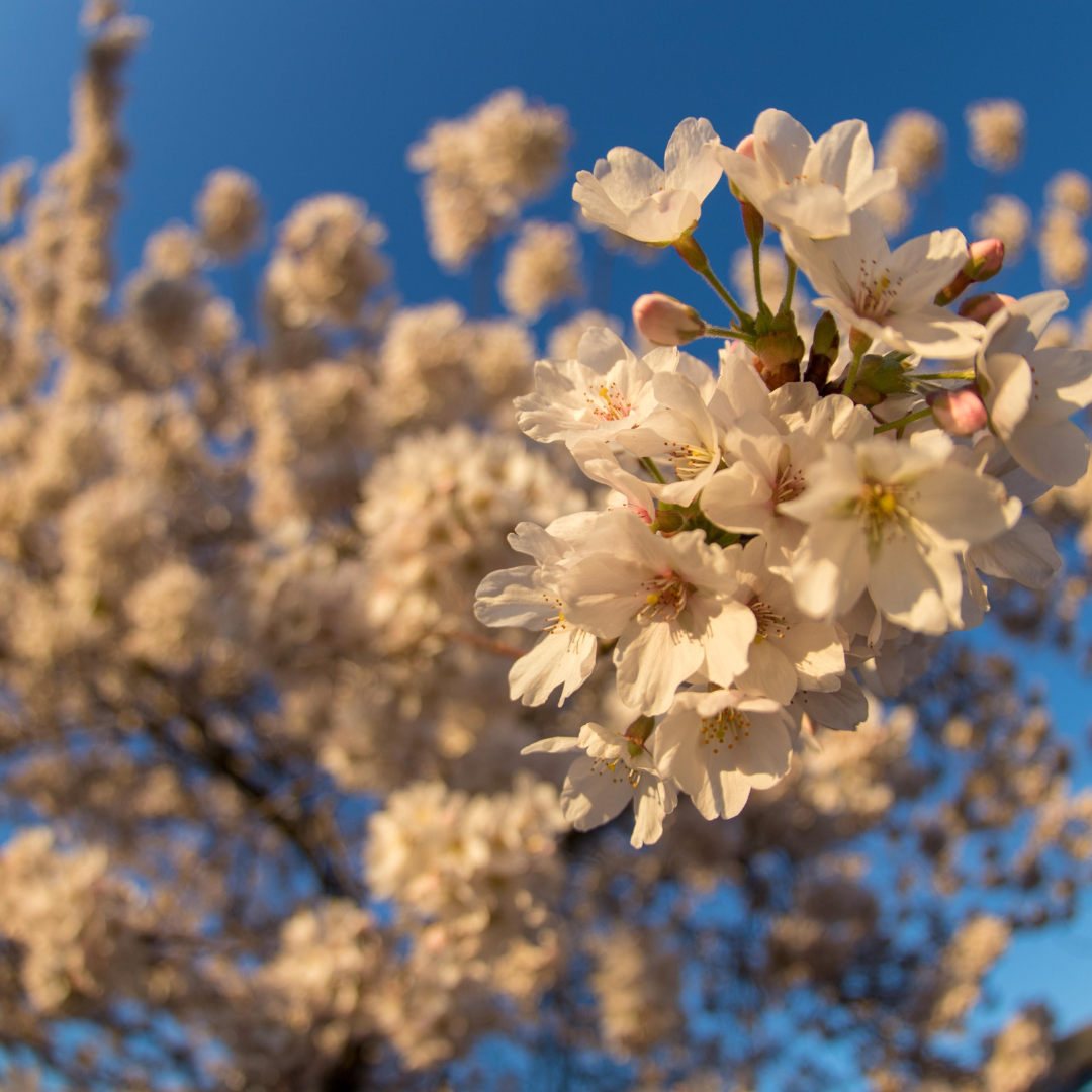 bloesem in de boom, kracht zoeken in jezelf, autisme