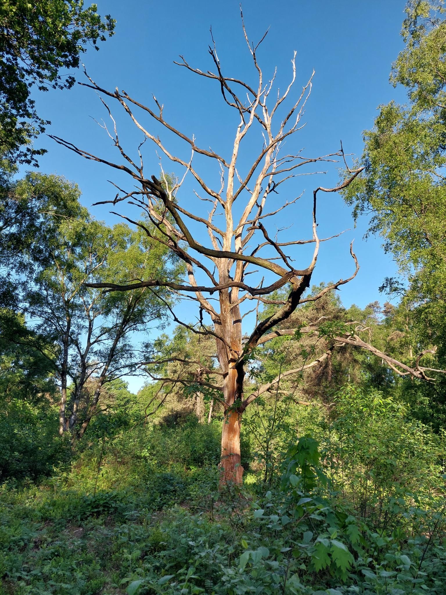 schrijversleven waar ik schrijf