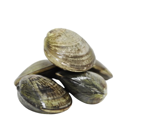 Quattro vongole sono impilate una sopra l'altra su uno sfondo bianco