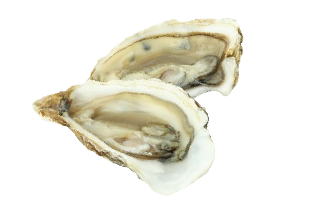 Due ostriche vengono tagliate a metà su uno sfondo bianco