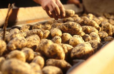 large amount of freshly dug up potatoes